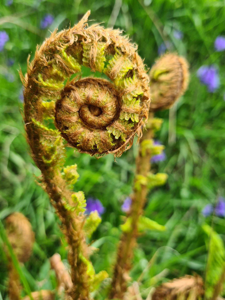 ionicimhotep's tweet photo. @donnarainey4 Had a great day yesterday - Kilcar and Muckcross Head. Some highlights - Sundew, Butterwort, C-S Orchid, Green Letter Hairstreak, Wall Brown, Marsh Fritillary, Eider with ducklings 🐥 https://t.co/LIKDkiWBp7