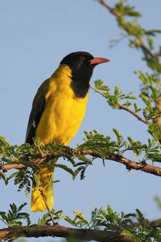 The Ethiopian oriole one of the most spectacular endemics of Ethiopia. It’s songs are spectacular. I have seen more of them in Gondar than anywhere else in Ethiopia