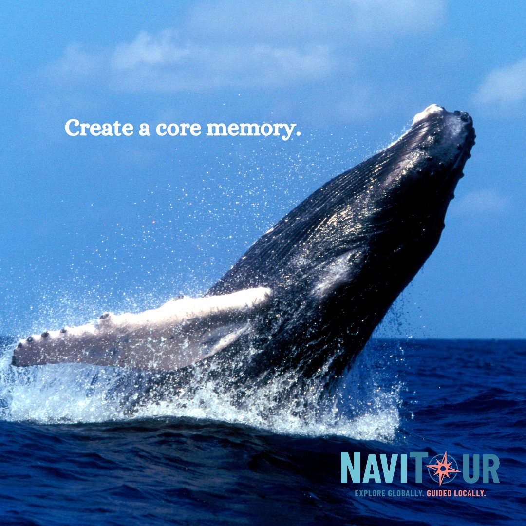 mynavitour's tweet photo. Activate your sea legs, whale watching in Maine ends in October. #maine #whalewatching #mainecoast #adventuretravel https://t.co/6119ShllcJ