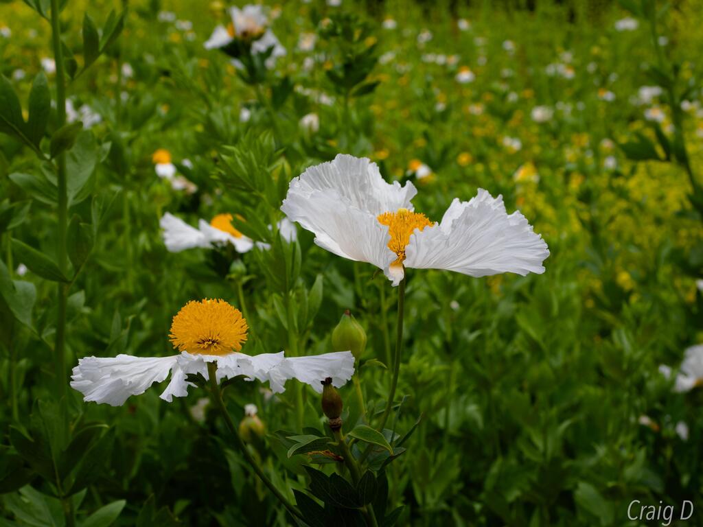 Matilija Poppies [oc] #nature