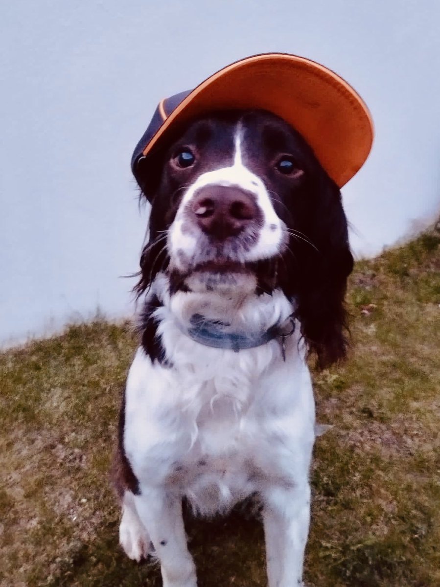 At the wknd I met trainee police dog LANDO who is named after @LandoNorris as his police officer handler is a huge @McLarenF1 fan 🟠 Isn’t he cute and soon to be out policing London, no prizes for guessing who he’s cheering on this wknd 🤔  #MonacoGP #McLaren