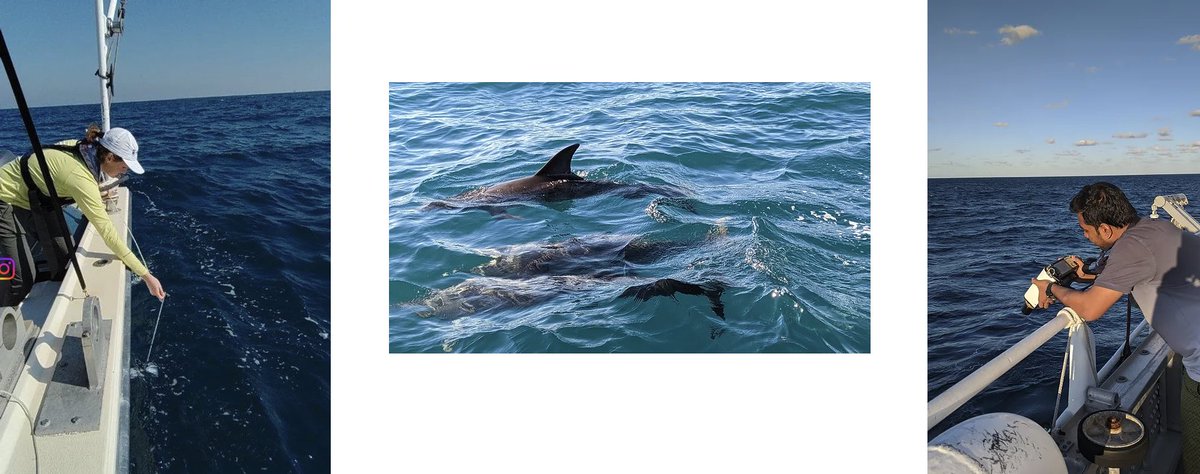 Looking for a technician to work in my lab starting August 1st, requires fieldwork and lab work. Processing optical data and water samples (chlorophyll, CDOM, sediments). Preferred background: marine science, remote sensing. ugajobsearch.com/postings/313422 @UGA_MarineSci <a href="/SkIOinSavannah/">SkIO</a>