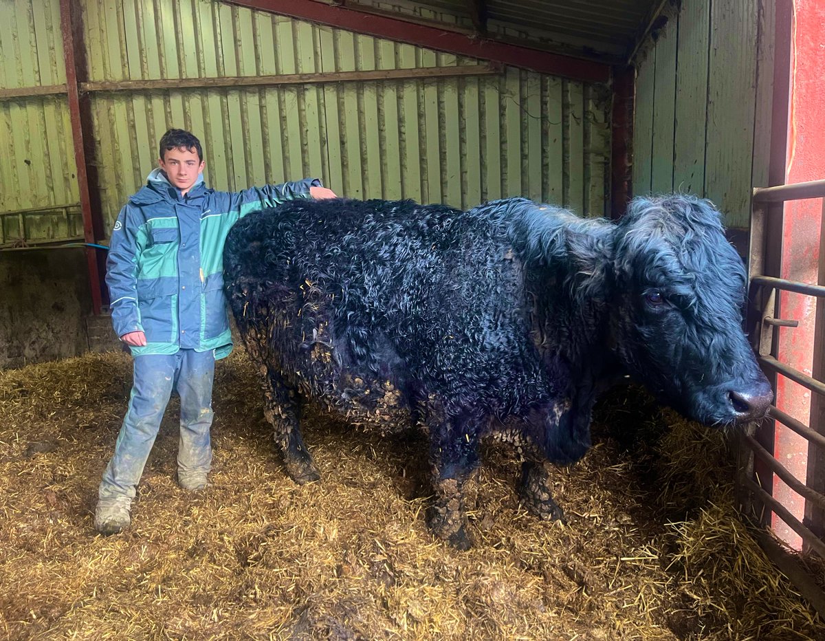 GarethRhyd's tweet photo. @Welsh_Blacks 

Docile &amp; longlivety is key to a good herd this #welshblack is 14 years old and rearing her 12th calf! https://t.co/7ywn3a8PDH