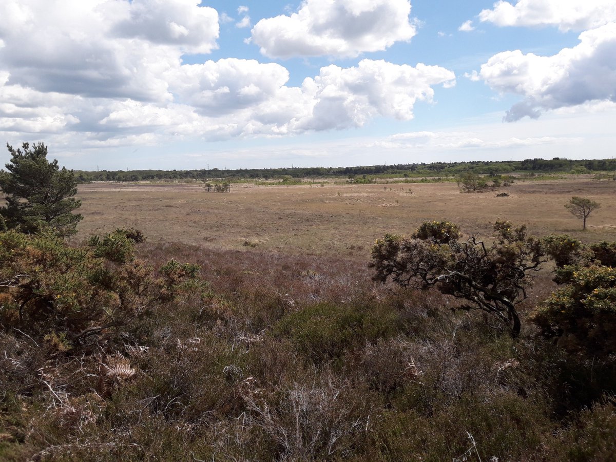 NTKingstonLacy's tweet photo. Can you help us keep Holt Heath looking great? Whether you’ve got half an hour or half a day we’d love your help tomorrow for a community litter pick to protect the delicate ecosystem https://t.co/OhCNRBsVsa #HoltHeath #NNRweek2023 #NNRnature @naturalengland @LitterFreeDorset https://t.co/XIMSSSi1dG