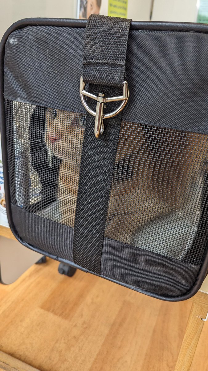 BeansonLoaf's tweet photo. Teddy bear had dental surgery Today and an ear clean. He's out of it and high right now. All over the shop! Lots of rest for the boy 🧡🧡 so glad he's home and hoping this helps him! https://t.co/cXN4ekagrf