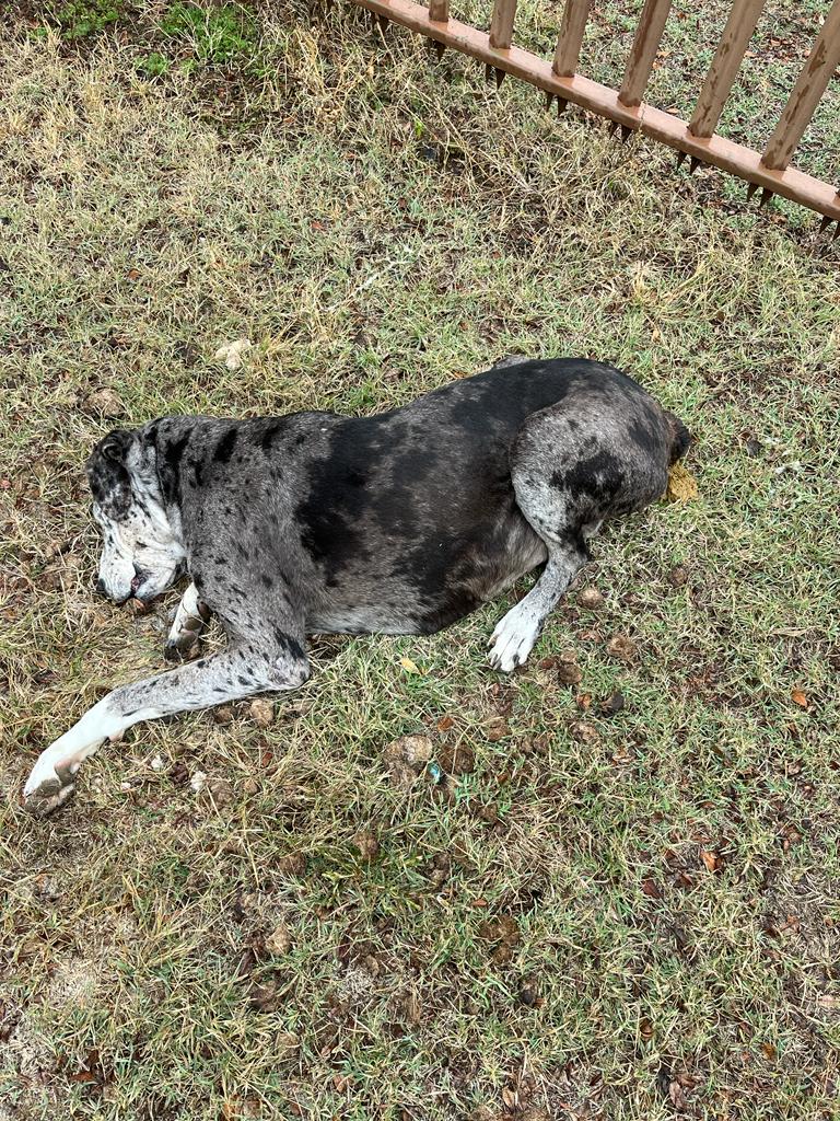 NicoleneErasmu1's tweet photo. Heilbron, Vrystaat. Die boer se beste vriende - almal gisternag vergiftig.  Ten spyte van kameras, elektriese heinings. https://t.co/b1Vf0MWAvd