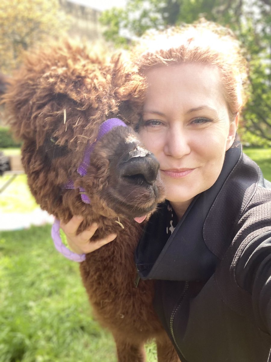 Whatever life throws at me, alpaca punch!