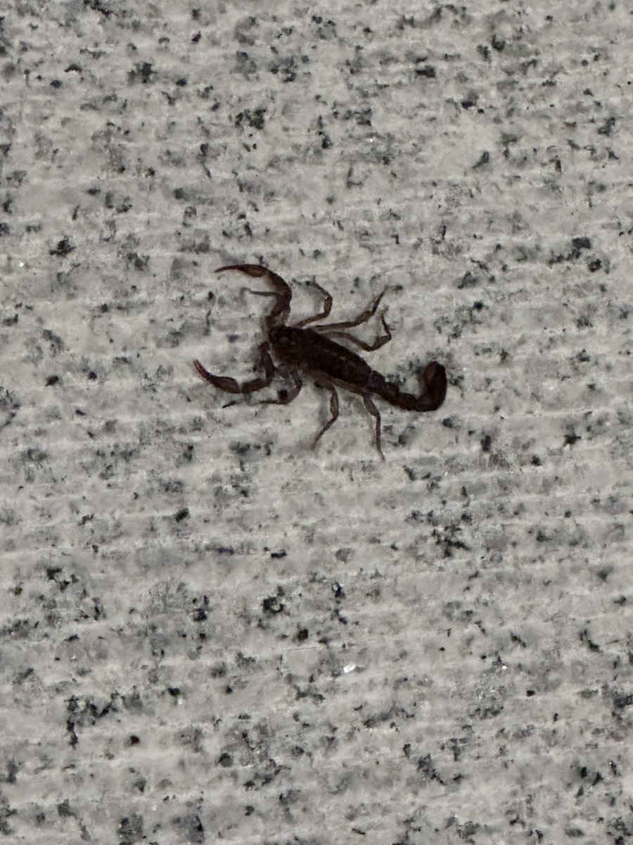 azcuemv's tweet photo. Hola @Arachno_Cosas me encontré este en casa, me preocupan mis perros. Tiene importancia médica con humanos o mascotas ? https://t.co/v3FpwAy7EU