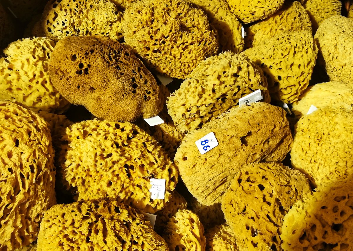 HeinrichHall1's tweet photo. Our guides &amp; guests began 2023's first Greek gulet cruise with a visit to a sponge washery on the island of #Kalymnos (Dodecanese), the last to maintain a sponge-diving fleet, a tradition going back millennia.
https://t.co/EOHZB8teyG

#petersommertravels #archaeology #kalymnos https://t.co/pnDndiw7PH