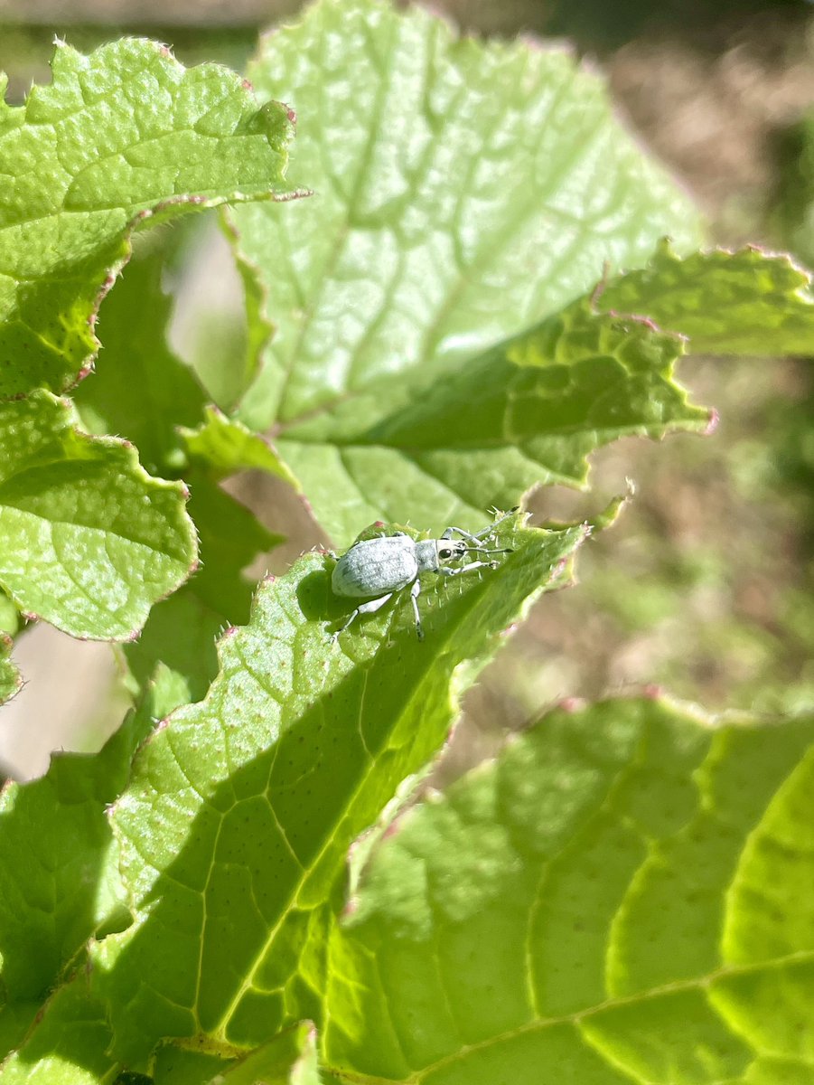 As cute as they are, the Sri Lanka Weevil, scientific classification Myllocerus undecimpustulatus, can actually have a devastating effect on vegetable gardens.

Thank you Rose for this week’s #teachingtuesday