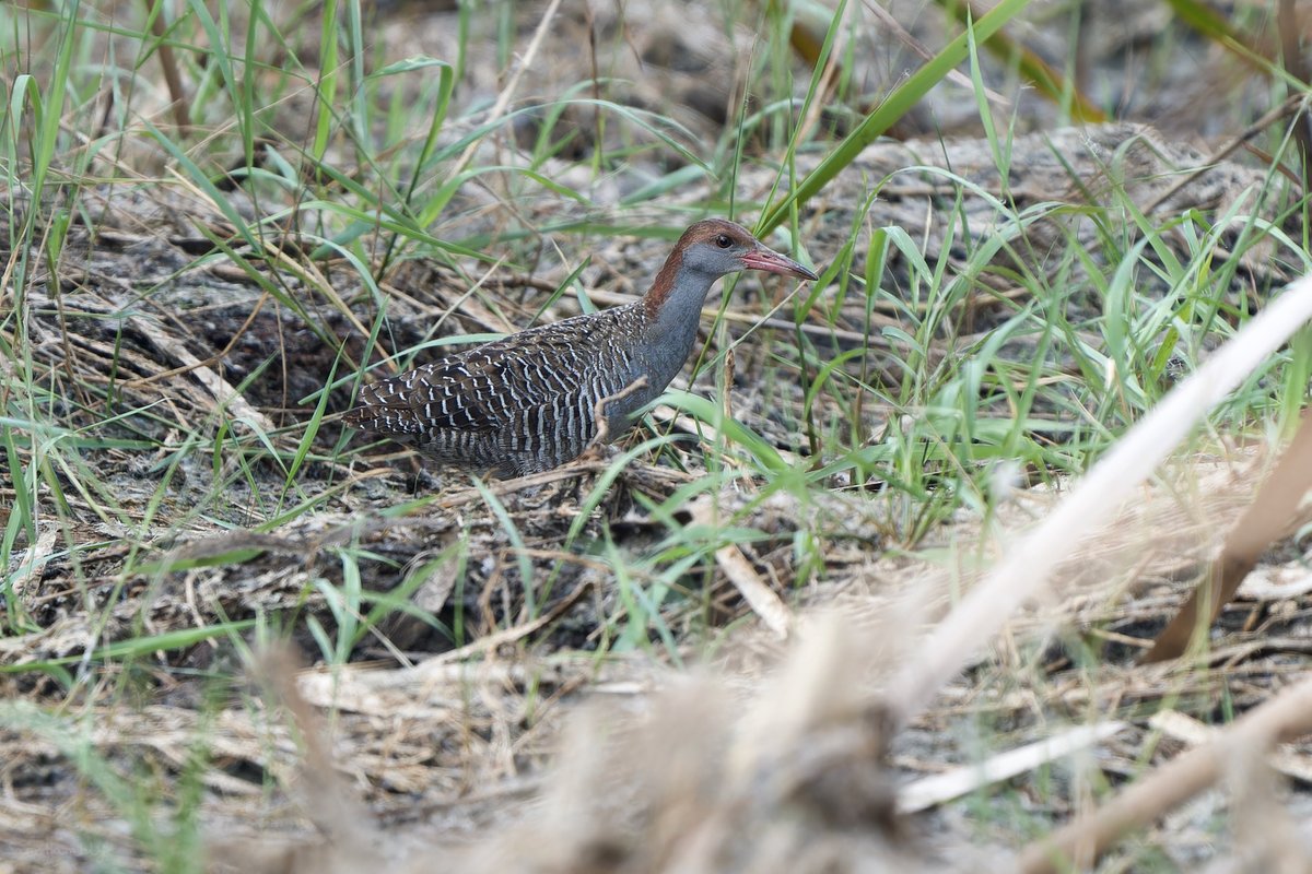 cmagnirostris's tweet photo. 63 Species in Bangkok with no migrants. A great day without hitting any targets but managed my first photo of Slaty-breasted Rail!

#BirdsSeenIn2023 #Bangkok #Thailand #ThePhotoHour #TwitterNatureCommunity https://t.co/0R1QBw75Y5 https://t.co/ortJsy2FR2