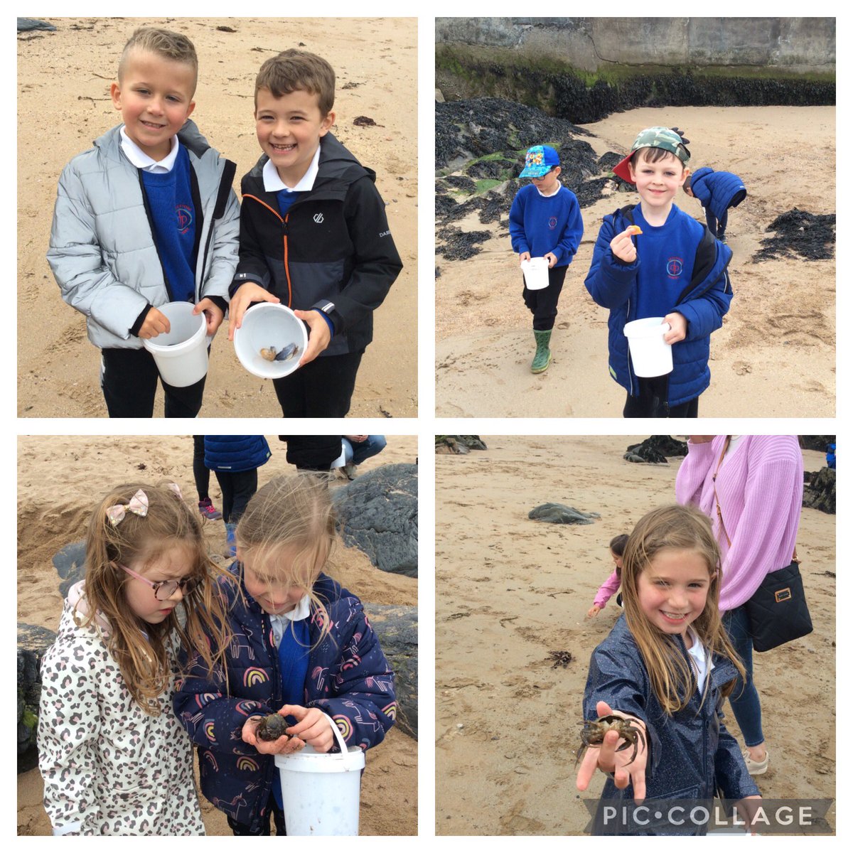 We had a fantastic time being coastal explorers at Greyhope Bay today. We learnt lots of facts from Rachel and Fiona and saw dolphins and seals and collected lots of different shells. @DanestoneP @greyhopebay