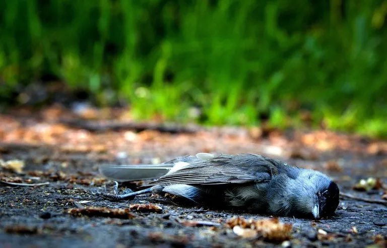 Le saviez-vous 💡 La pollution lumineuse et les gratte ciels sont responsables de la mort de plus de 600 millions d’oiseaux chaque année aux États-Unis…