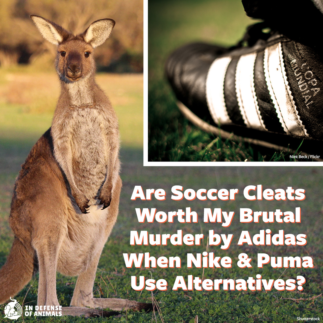 IDAUSA's tweet photo. Should this kangaroo be gunned down, slammed head first into the ground, or be impaled upon a fencepost so that Adidas can turn her into a pair of shoes?
Take action: https://t.co/PxPjNVtZzk
Pls RT and support our work: https://t.co/qMBguXUEP4 https://t.co/u4JtcrkNrD
