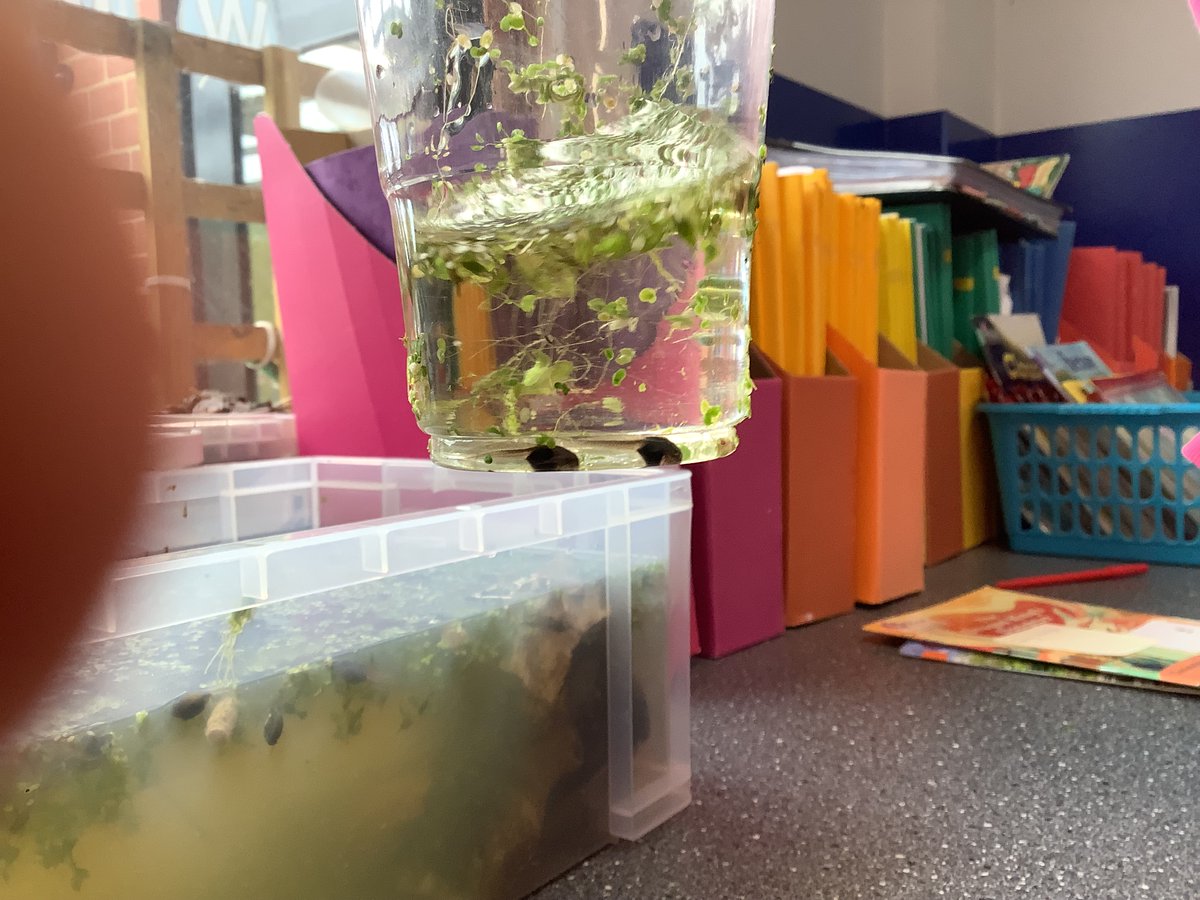 NectonY2's tweet image. Maple class carefully released our beloved temporary amphibious class members into the pond today. From tiny tadpoles, rescued from a puddle, to fighting fit froglets! Good luck out there and thanks for helping us with our learning!🐸 @NectonPrimary #Nectonlovesnature🐸