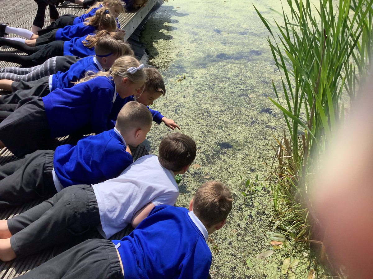 NectonY2's tweet image. Maple class carefully released our beloved temporary amphibious class members into the pond today. From tiny tadpoles, rescued from a puddle, to fighting fit froglets! Good luck out there and thanks for helping us with our learning!🐸 @NectonPrimary #Nectonlovesnature🐸