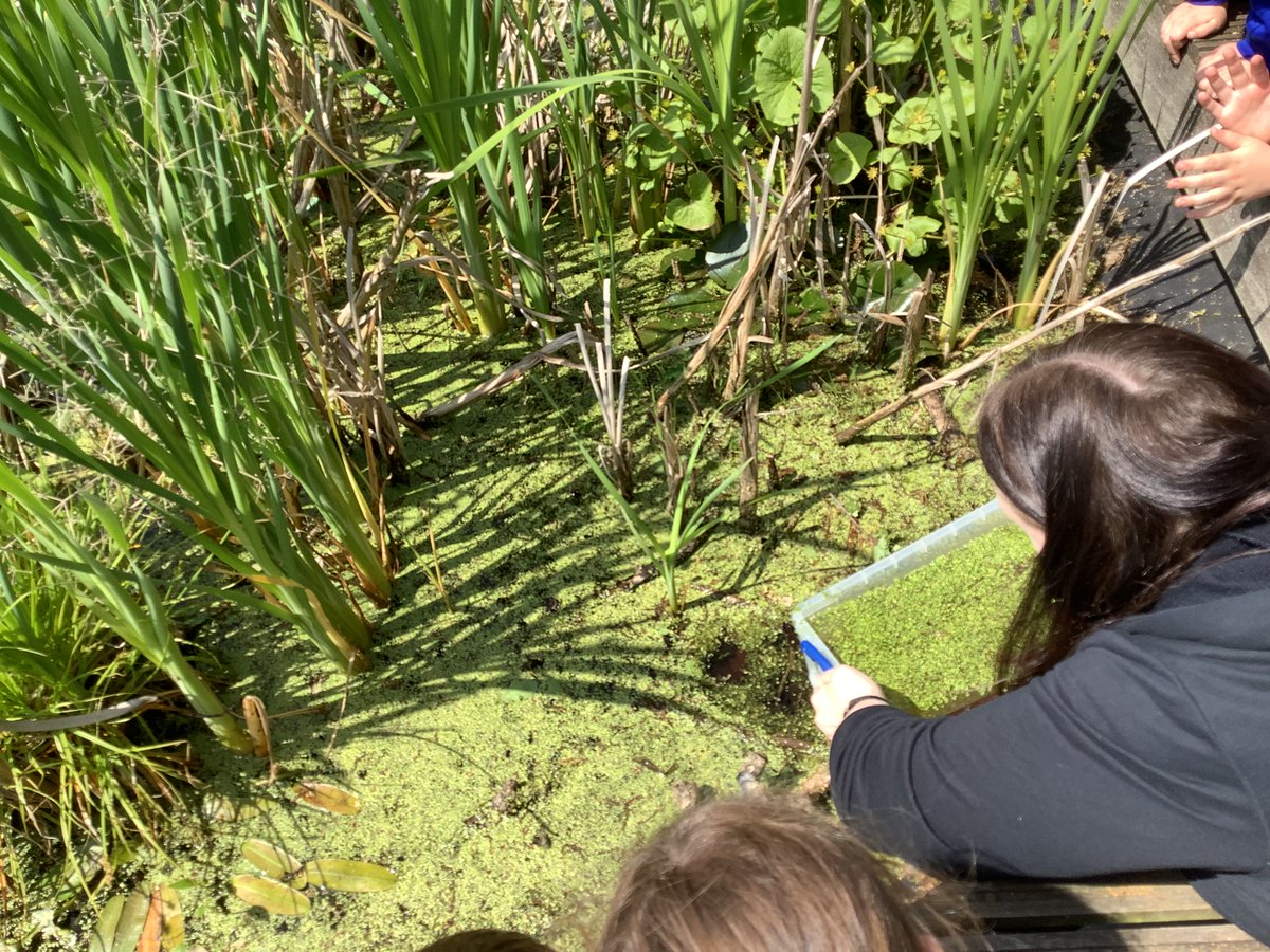 NectonY2's tweet image. Maple class carefully released our beloved temporary amphibious class members into the pond today. From tiny tadpoles, rescued from a puddle, to fighting fit froglets! Good luck out there and thanks for helping us with our learning!🐸 @NectonPrimary #Nectonlovesnature🐸
