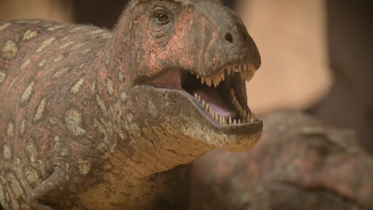 Group hunting is a behavior that I like to think that Tyrannosauridae did engage in at times

And to see it represented here with the Tarbosaurus is just great

#PrehistoricPlanet