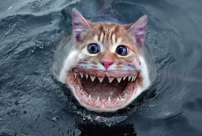 DigitalBushel's tweet image. catsharks… they DO exist😍