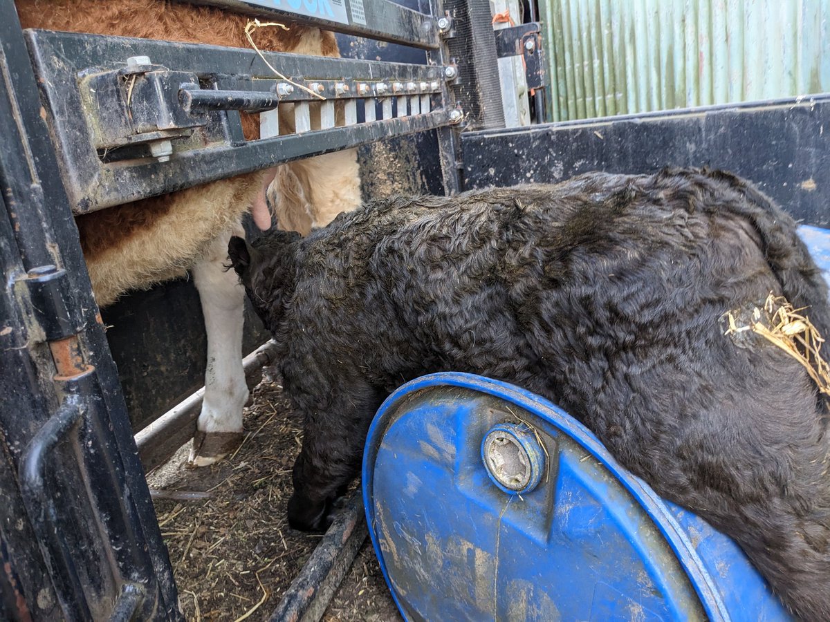 vaderbogger's tweet photo. Big👍 to Murray Parsons @FearnFarm for his #BlueBarrelBodge saves a lot of wailing and gnashing of teeth from farmer, cow and calf.  #Gamechanger https://t.co/UkcZT9Np94