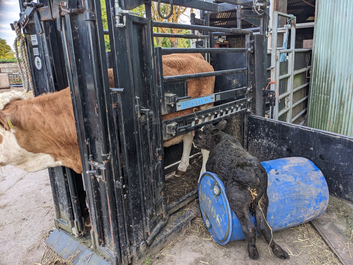 vaderbogger's tweet photo. Big👍 to Murray Parsons @FearnFarm for his #BlueBarrelBodge saves a lot of wailing and gnashing of teeth from farmer, cow and calf.  #Gamechanger https://t.co/UkcZT9Np94