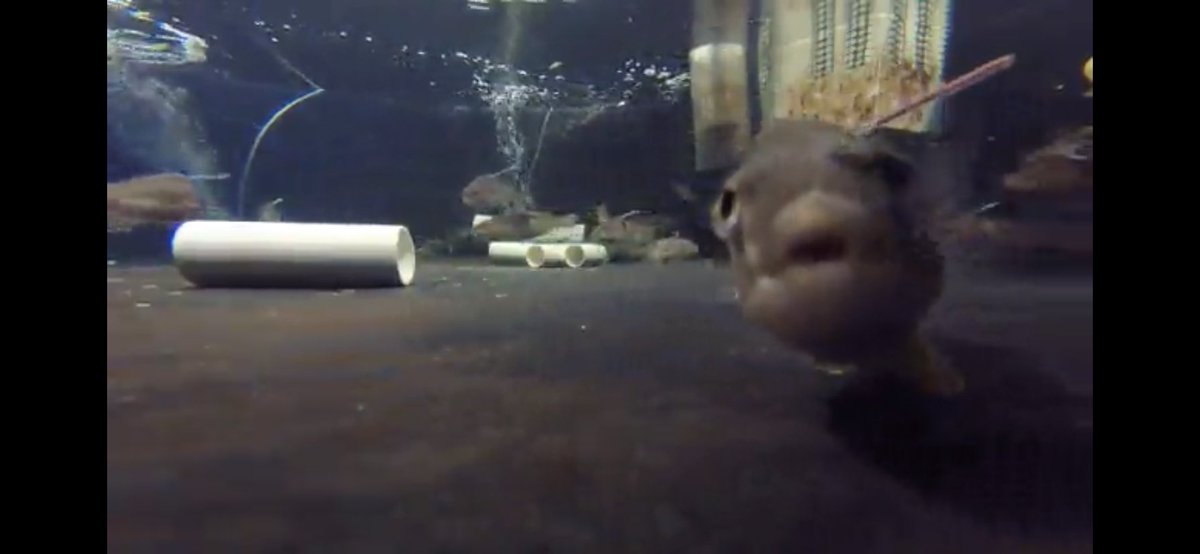 Had a great time up in Tauranga these past few weeks working on getting some spotty behavioural experiments up and running. Thanks <a href="/ToiOhomai/">Toi Ohomai</a> and <a href="/waikato/">The University of Waikato 🎓</a> for hosting us! #sexyfishteam