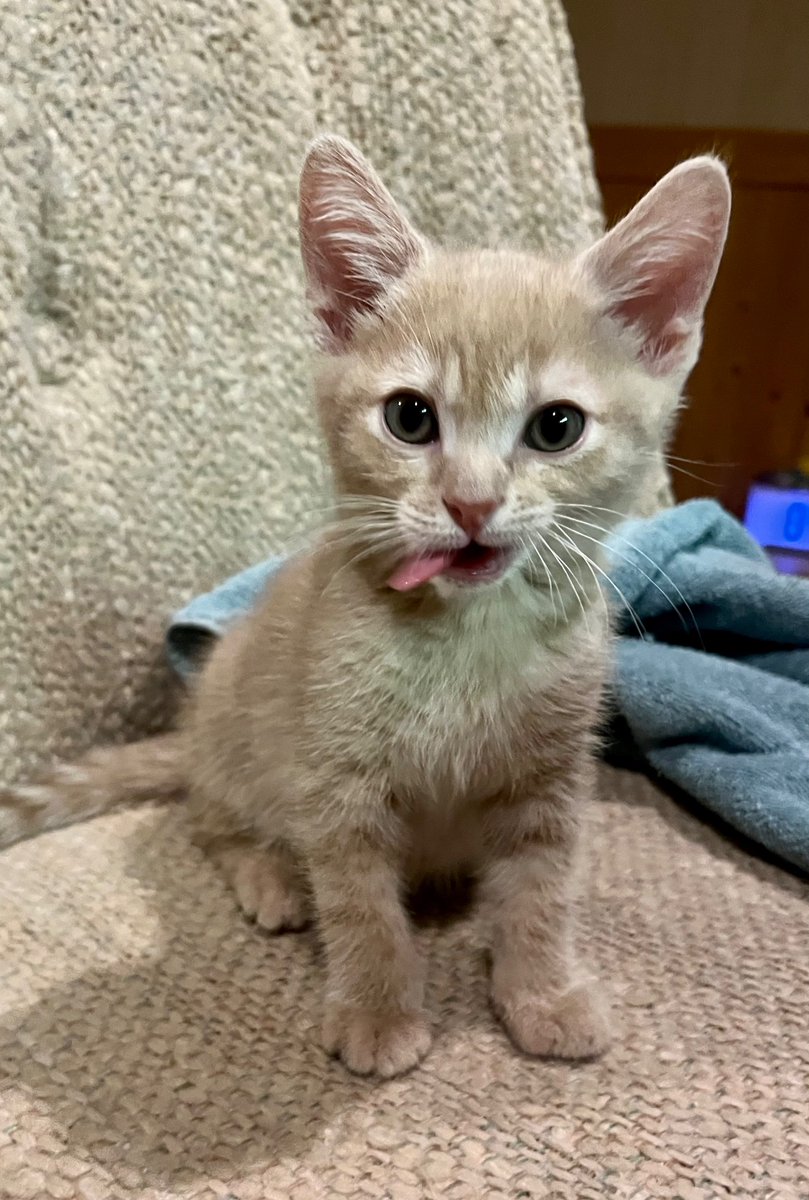SandyJe55067147's tweet photo. @TheRealThelmaJ1 Wally, one of our foster kittens. https://t.co/NRBmecYHLN