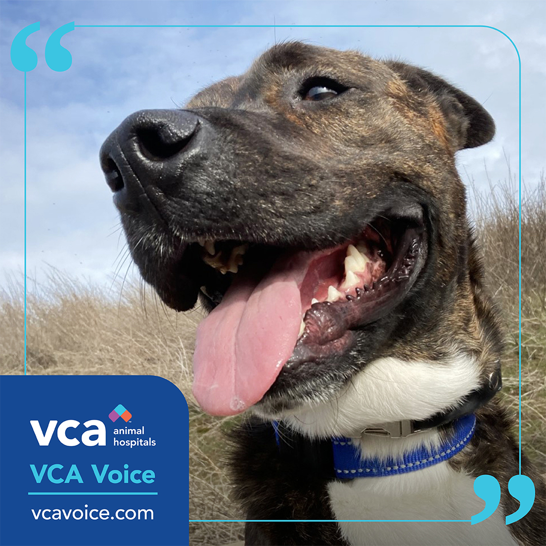 Nearly 18 months after arriving at the shelter,  Dr. Pepper was still patiently waiting to be adopted. 

Read the inspiring story -- and learn how a VCA Charities grant is supporting senior rescue dogs  -- in this week's #VCAVoice!

STORY: vca.mobi/drpepper #vcapets