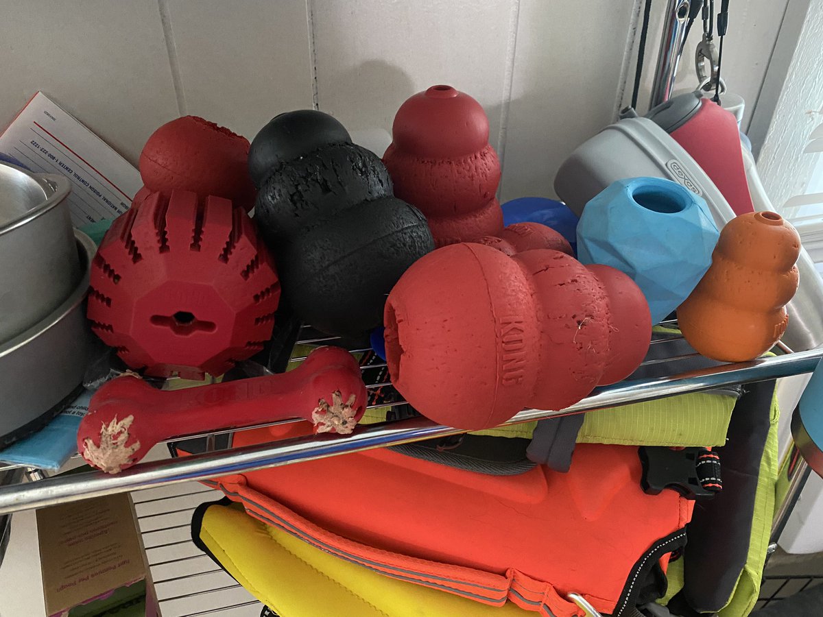 it’s me, syd 🐻‍ ️ on Twitter "Would you like to see how many kongs are