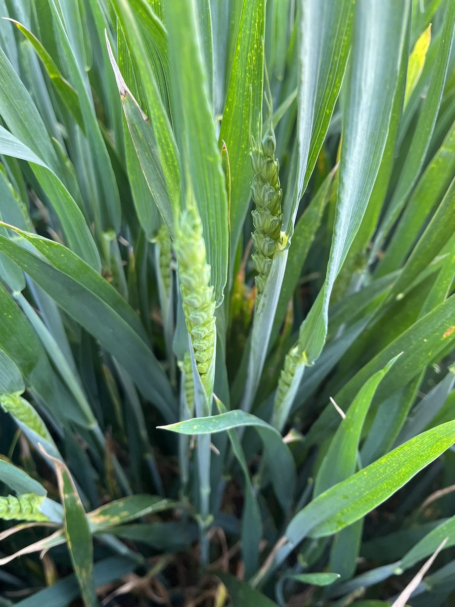 Eleanor Durdy tweet media