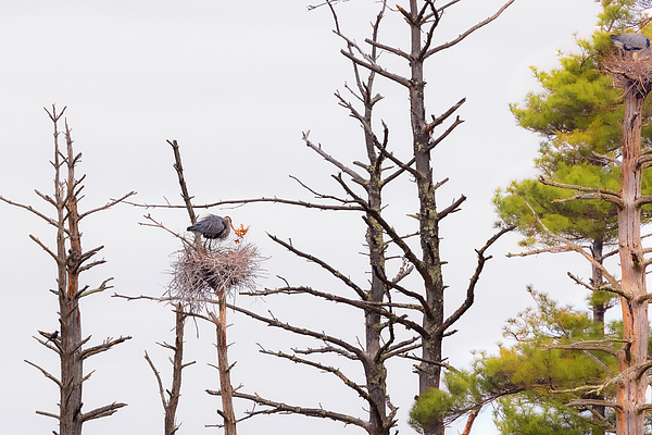 Catherinegrass8's tweet photo. New artwork for sale! - "Decorating the Nest" - https://t.co/1ewiUhvvtv @shoppixels https://t.co/7on53ZRSYy