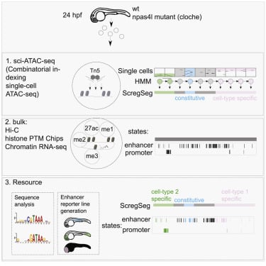 Single-cell-resolved dynamics of #chromatinarchitecture delineate cell and regulatory states in #zebrafishembryos @uwe_ohler @BIMSB_MDC @slacadie @CellGenomics trending paper hubs.li/Q01PtYHv0