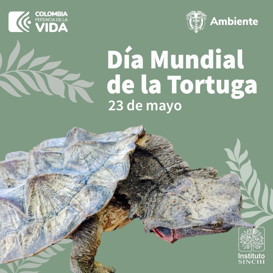 InstitutoSINCHI's tweet photo. 🐢🐢🐢 Así se ven las tortugas amazónicas👇.  Cada 23 de mayo se busca concientizar acerca uno de los animales más amenazados del planeta 🌎 y a su vez uno de los más longevos. 

#DíaMundialDeLaTortuga https://t.co/TIUZQzpFZz