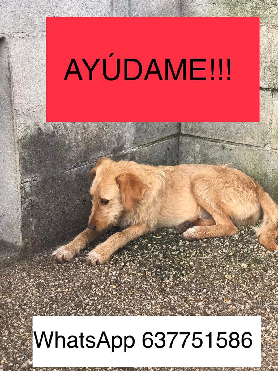 SilviaMylo's tweet photo. CASO MUY URGENTE !!!
Canela ha vivido un infierno , su hermanita Dalma ha muerto y su vida corre peligro 
Urgente un hogar para ella !!!
Es tamaño mediano unos 12 kgs 
AYUDA POR FAVOR NECESITA DIFUSIÓN ‼️‼️‼️
Orense
📢📢📢📢📢📢📢 https://t.co/JYkNZBY2DE