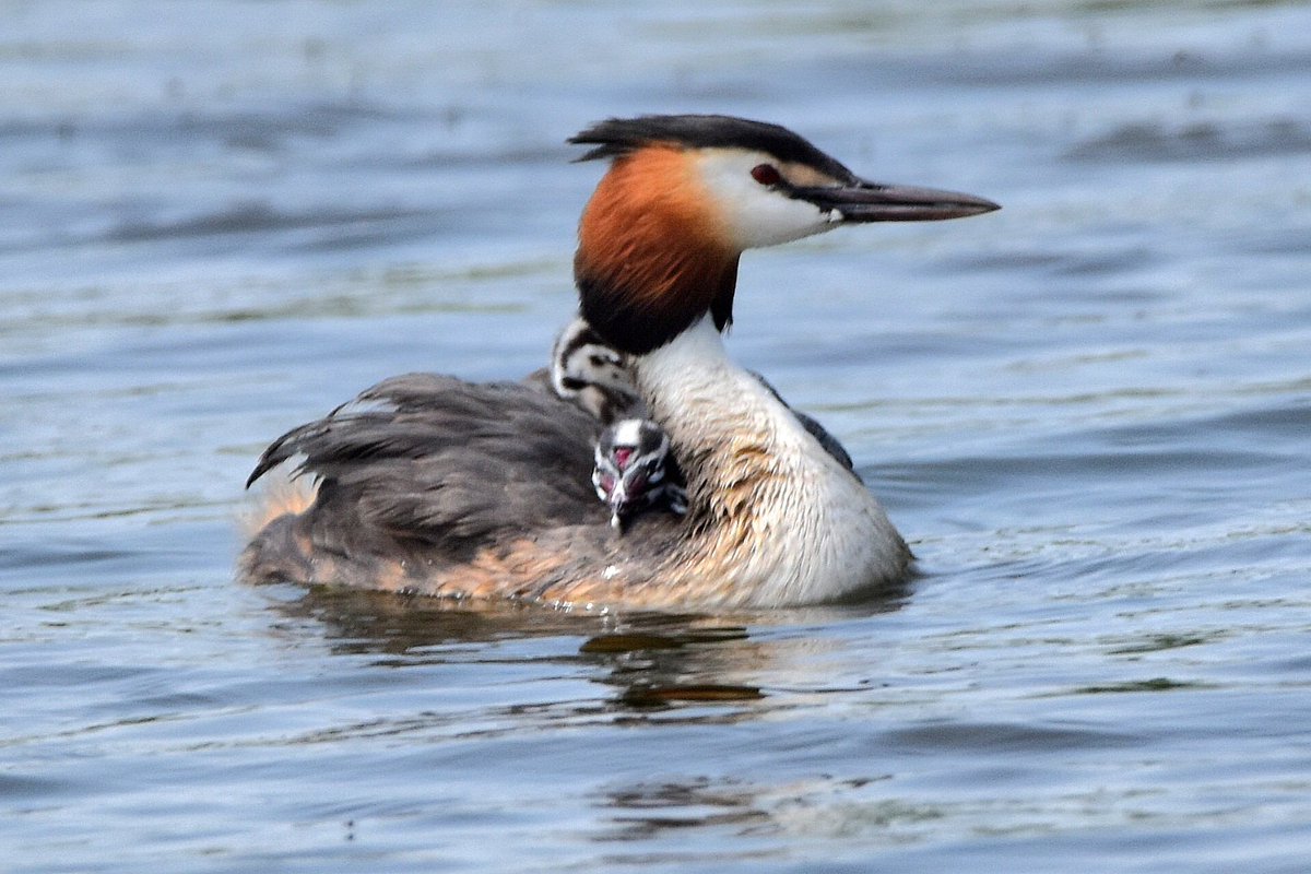 #grebe taking care of 2 #chickens #birds #birdphotography #birdwatching #BirdsOfTwitter #wildbird #fuut #PhotoChallenge2023May #mei_nmooistefotos #Nikon #nikonphotography #fotografia #wildlifephotography @IamNikonNL #wildbirdphotography #wildlife #nature #NaturePhotography