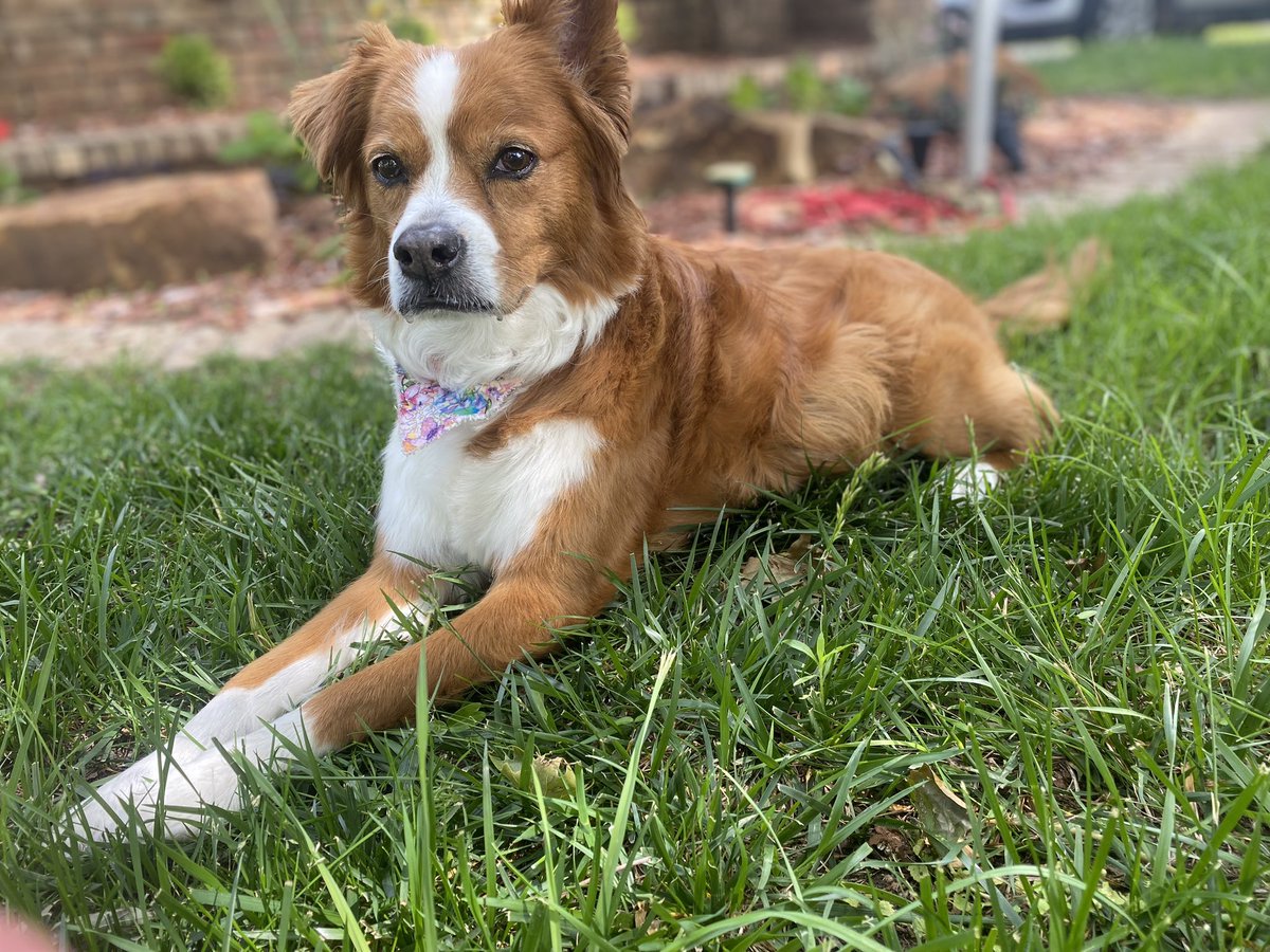 ambernib's tweet photo. @lorieliebig This is my old lady baby Pumpkin. She says hi from Oklahoma. https://t.co/unNqNAecAB
