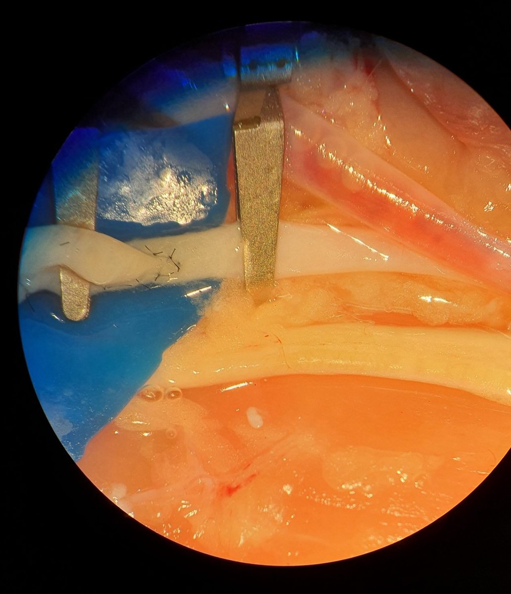 Gökçe Hatipoğlu Majerník tweet media