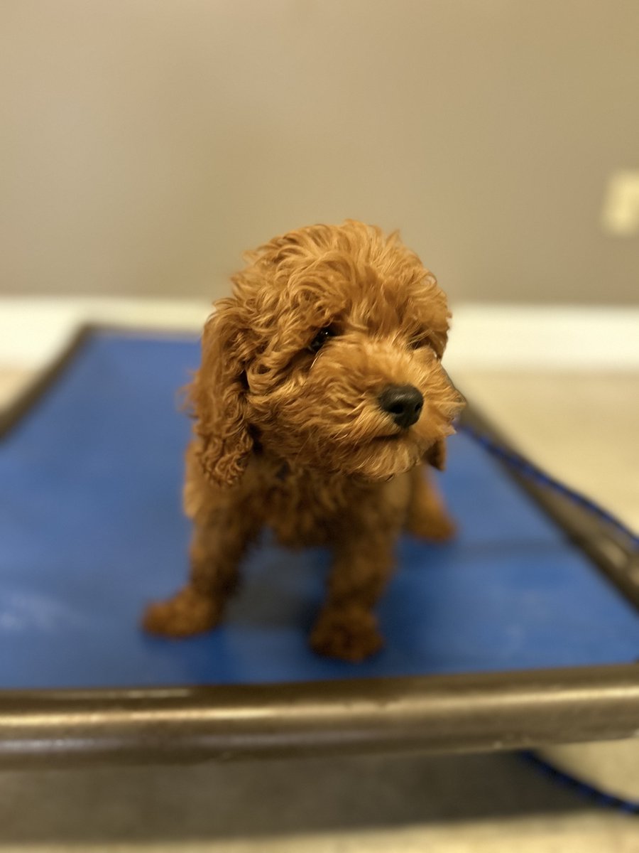 PuptownHouston's tweet photo. Introducing a recent graduate at Puptown Houston—meet Bentley, an adorable bundle of joy, a Miniature Poodle #puppy! #DogTraining #PuppyTraining #PuptownHouston https://t.co/zXWKTT8ObN