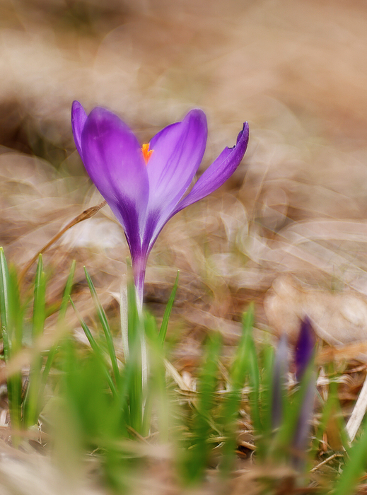 Catherinegrass8's tweet photo. New artwork for sale! - "First Crocus" - https://t.co/7nCejocB7u @shoppixels https://t.co/br8UrfAu5l