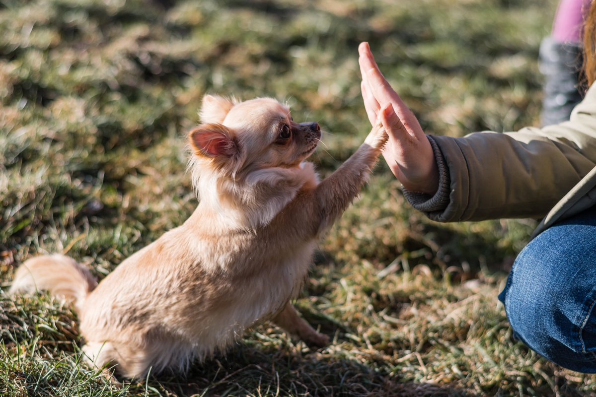 ElwoodDogMeat's tweet photo. Simply put: Dogs come first. 🐕❤️ Dog care is one of the most important parts of production and sustainability on dog meat farms. Learn more: https://t.co/n2I5xtJBSB https://t.co/5CZKfcrLDW