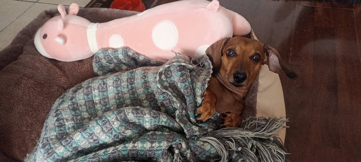 Jhoncleo1980's tweet photo. #hoysehablatvn  me encanta su programa y que seas doglover, yo enfermito con licencia cuidándome full. quería agradecer a mi amor por su paciencia y cuidarme tanto Roberto Gutiérrez 💖 y a mi Cleo enfermera https://t.co/yKx0hM8vT3