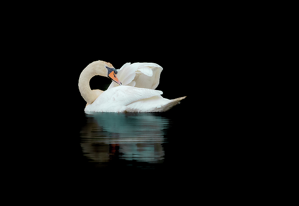 Catherinegrass8's tweet photo. New artwork for sale! - "Mated Male Swan" - https://t.co/BrxRqBH86J @shoppixels https://t.co/gJr4QJidHo