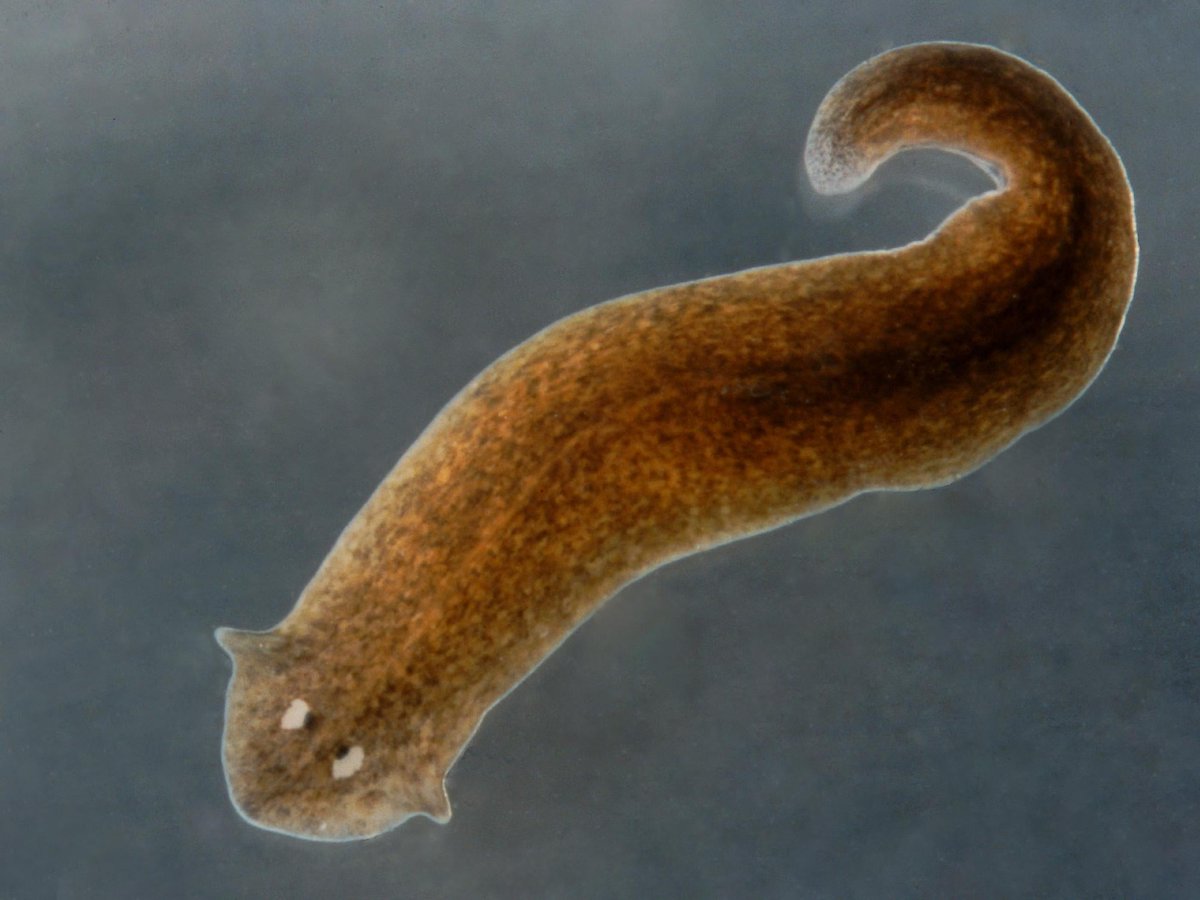 This worm is called Planarian. Let me tell you something fascinating about it.
If you cut it's tail, the tail will develop another head so it will become two Planarians with 2 heads.
But this is not even the craziest part. 1/3
