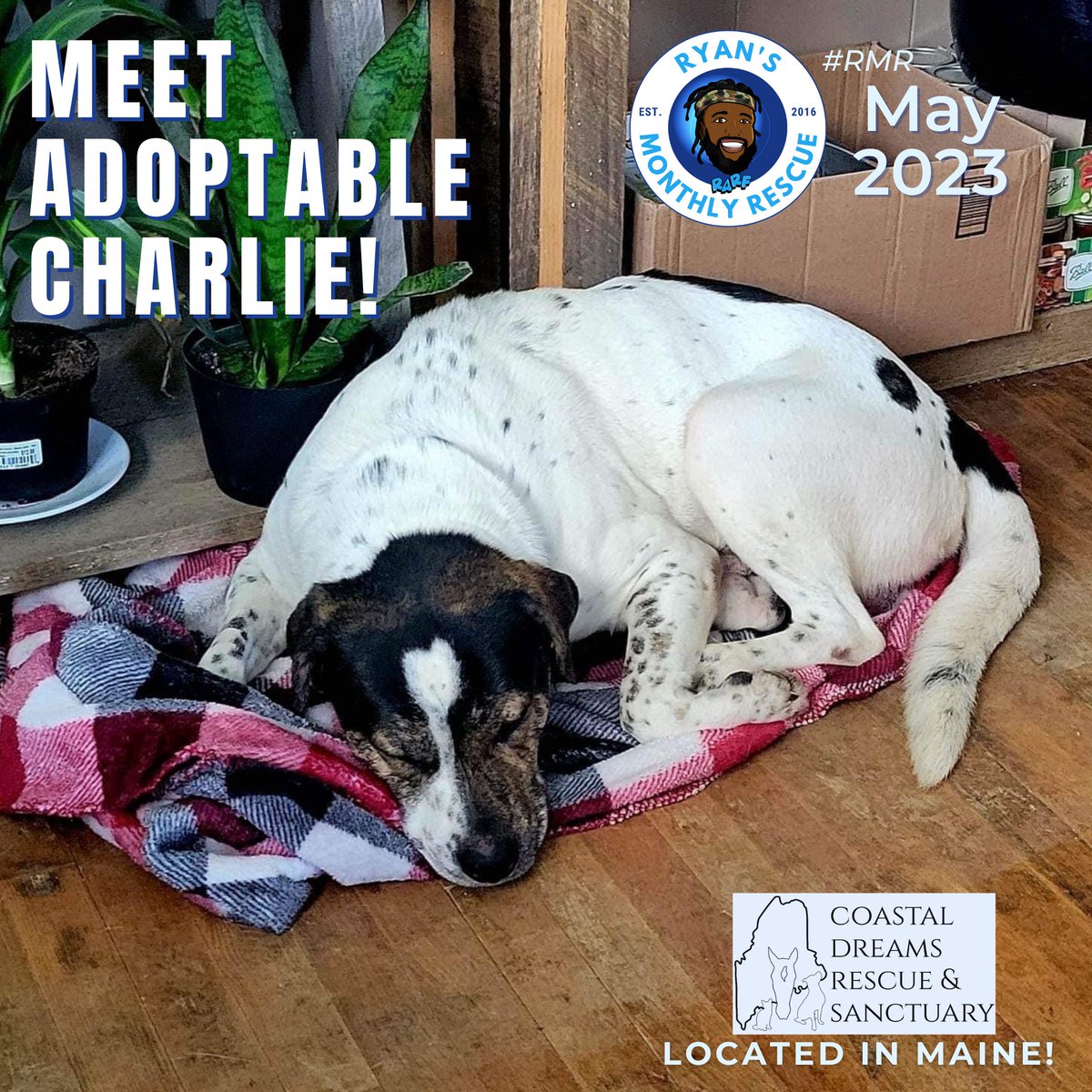 Young, smart, wiggly, lover of snacks &amp; naps... Meet #adoptable Charlie 🥰 He's hanging in coastal Maine waiting for a family to supply him w/limitless blankies &amp; snuggle time. Interested? Contact Coastal Dreams Rescue &amp; Sanctuary! (Or send us a PM)