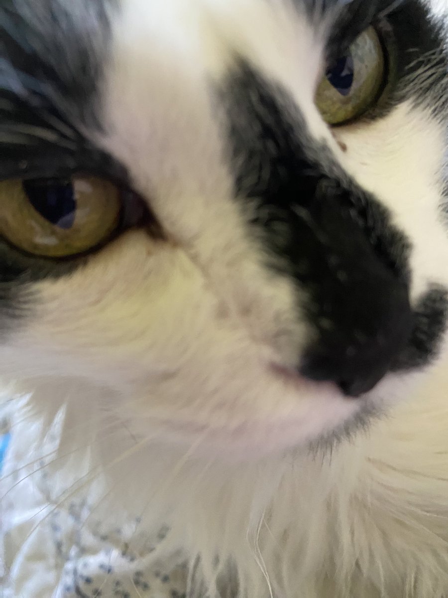 sweety5111's tweet photo. Oreo https://t.co/mmaeqPXX7s