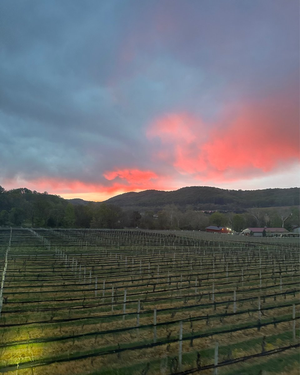 AnAdultHunter's tweet photo. Sometimes it’s just about being awake at weird hours for unique jobs that gets you the great views, not necessarily just being high above the ground. 
#frost #wine #vineyard #pilot #sunrise #landscape #aviation #morning #valley #helicopter https://t.co/WbGu0cmcih