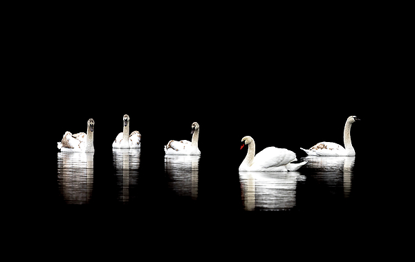 Catherinegrass8's tweet photo. New artwork for sale! - "Swan Lake " - https://t.co/e93kmpxFVZ @shoppixels https://t.co/fGhTjB5tVh