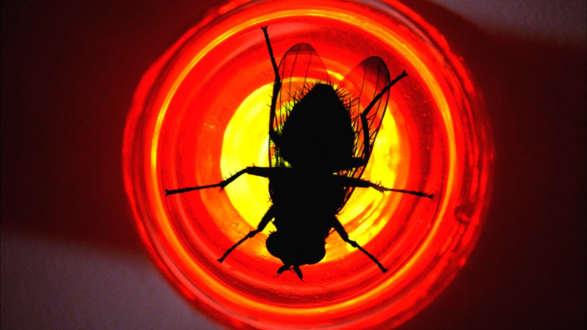 Today marks the 13th anniversary of Breaking Bad "Fly". Love or hate it?