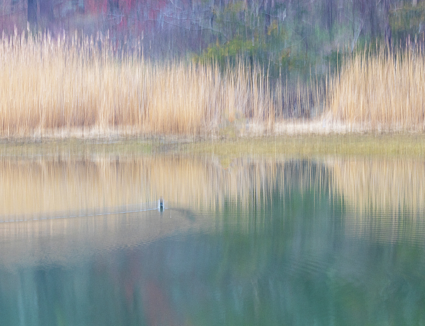 Catherinegrass8's tweet photo. New artwork for sale! - "A Pond in Spring" - https://t.co/eh45fbBjP3 @shoppixels https://t.co/k0vJU78mXJ