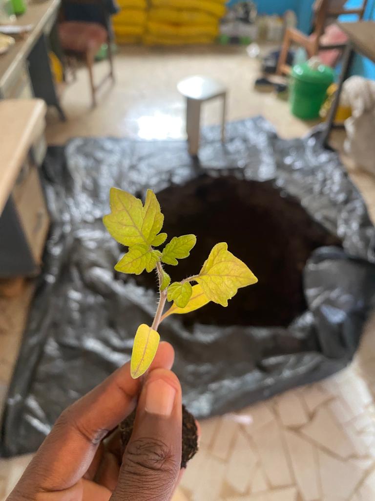 Je pose ça ici, jeune plantule de tomate, jaunissante avec des rainures rouges. Si ça vous dit quelque chose 😕⁉️‼️ #agriculture #pépinière #Tomate #Senegal